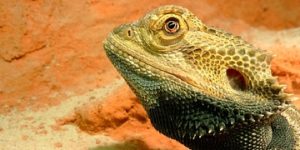 The Best Lighting for a Bearded Dragon