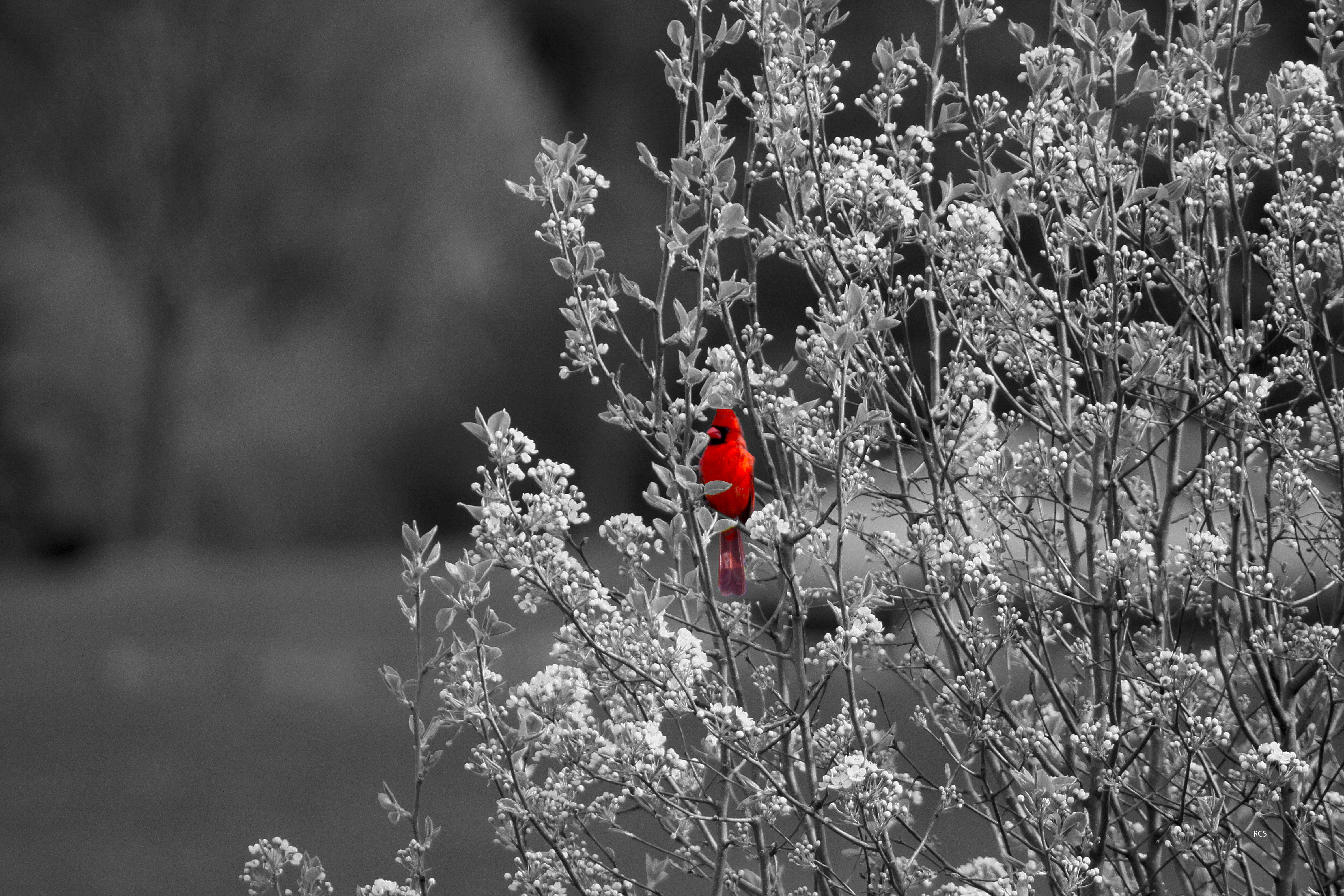 IMG_0642bwredfinal copy