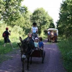   Randonnées attelée à cheval et en ânes